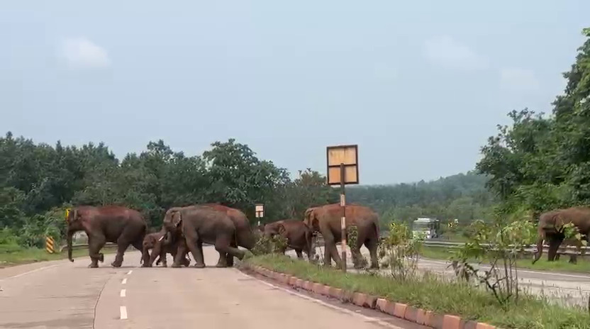 ହାତୀପଲଙ୍କ ପାଇଁ ଅଧଘଣ୍ଟା ବନ୍ଦ ରହିଲା କେନ୍ଦୁଝର ଜିଲାର ଏନଏଚ-୪୫ ରାଜପଥ